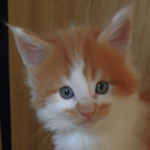 Kocurek Maine Coon