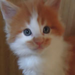 Kocurek Maine Coon