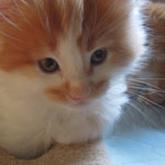 Kocurek Maine Coon