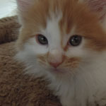 Kocurek Maine Coon