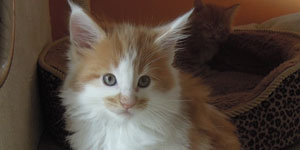 Kocurek Maine Coon