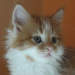 Kocurek Maine Coon