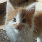 Kocurek Maine Coon