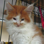 Kocurek Maine Coon
