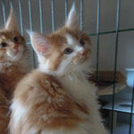 Kocurek Maine Coon