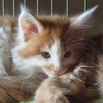 Kocurek Maine Coon
