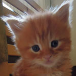 Kocurek Maine Coon