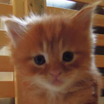 Kocurek Maine Coon