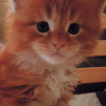 Kocurek Maine Coon