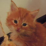 Kocurek Maine Coon