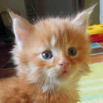 Kocurek Maine Coon