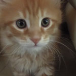 Kocurek Maine Coon