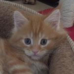 Kocurek Maine Coon