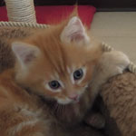 Kocurek Maine Coon