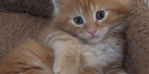 Kocurek Maine Coon