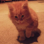 Kocurek Maine Coon