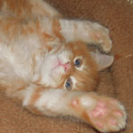 Kocurek Maine Coon
