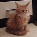 Kocurek Maine Coon