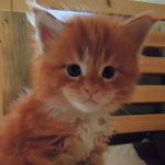 Kotka Maine Coon