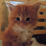 Kotka Maine Coon