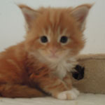 Kotka Maine Coon