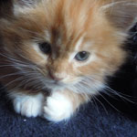 Kotka Maine Coon