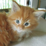Kotka Maine Coon