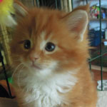 Kotka Maine Coon