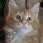 Kotka Maine Coon
