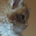 Kotka Maine Coon