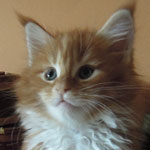 Kotka Maine Coon