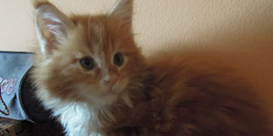 Kotka Maine Coon
