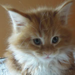 Kotka Maine Coon