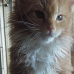 Kotka Maine Coon