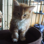 Kotka Maine Coon