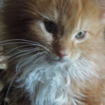 Kotka Maine Coon