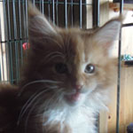 Kotka Maine Coon