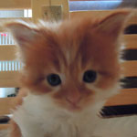 Kotka Maine Coon