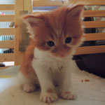 Kotka Maine Coon