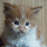Kotka Maine Coon
