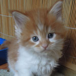 Kotka Maine Coon