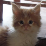 Kotka Maine Coon