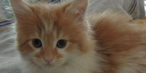 Kotka Maine Coon