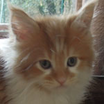 Kotka Maine Coon