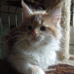 Kotka Maine Coon