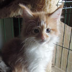 Kotka Maine Coon