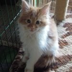Kotka Maine Coon