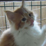 Kotka Maine Coon
