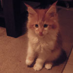 Kotka Maine Coon
