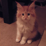 Kotka Maine Coon
